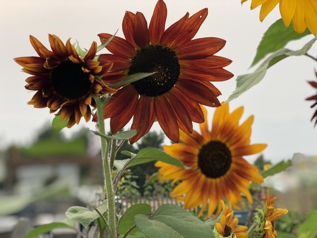 Brooks Blessings West Olympia Assisted Living Home Image in Olympia, WA